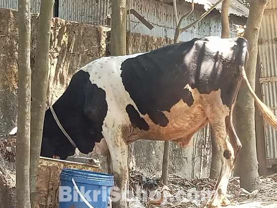 গরু ষাঁড় গরু